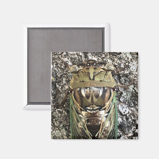 Aimant Cicada (Recto/Verso)