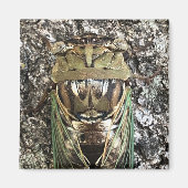Aimant Cicada (Devant)
