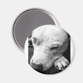 Aimant cicatrice de harry potter chien pit bull blanc (Recto/Verso)