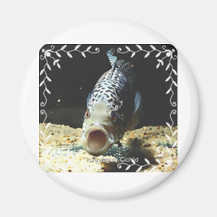 Aimant Cichlid de Jaguar