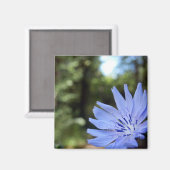Aimant Cichorium Intybus (Recto/Verso)
