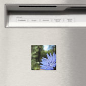 Aimant Cichorium Intybus (In Situ (Lave-vaisselle))