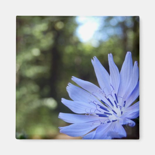 Aimant Cichorium Intybus (Devant)