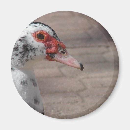 Aimant Ciel (Devant)