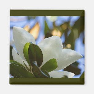 Aimant Ciel de Verre Peint Magnolia du Sud Vêtements Cade