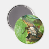 Aimant cigale (Recto/Verso)