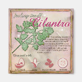 Aimant Cilantro (Devant)