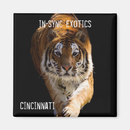 Aimant Cincinnati Tiger - (Devant)