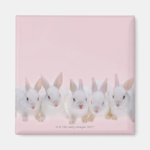 Aimant Cinq lapins 2