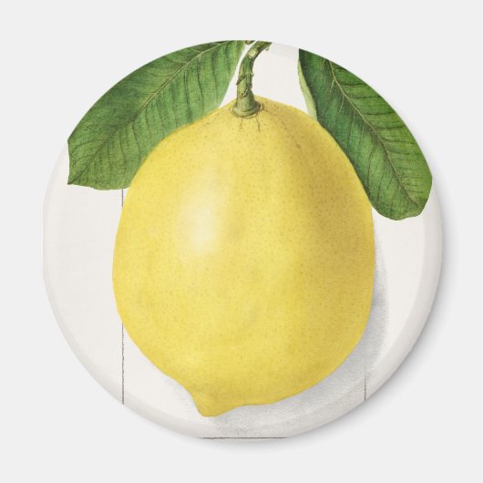 Aimant citron vintage (Devant)