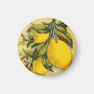 Aimant Citrons succulents