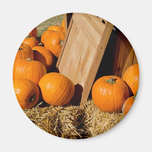 Aimant Citrouilles sortis de la boîte (Devant)