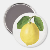 Aimant Citrus (Recto/Verso)
