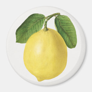 Aimant Citrus