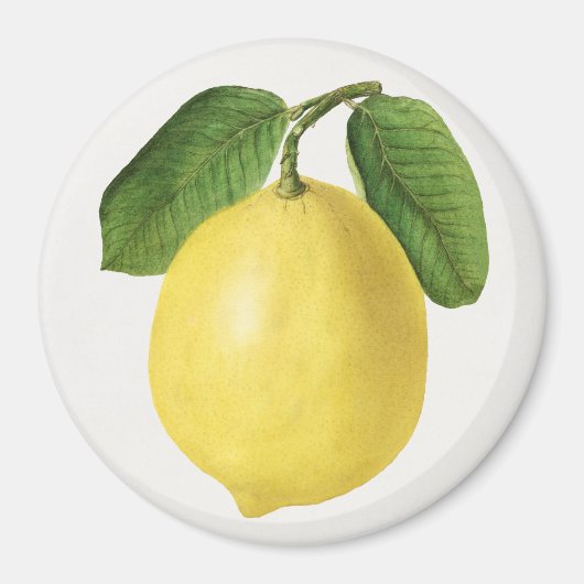 Aimant Citrus (Devant)