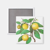 Aimant Citrus (Recto/Verso)