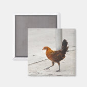 Aimant Clé Poulet Occidental Sur Le Trottoir Floride Magn (Recto/Verso)