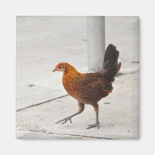 Aimant Clé Poulet Occidental Sur Le Trottoir Floride Magn (Devant)