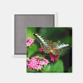 Aimant Clipper sur Pentas 1 (Recto/Verso)