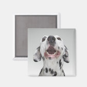 Aimant Close up of a Dalmatian dog (Recto/Verso)