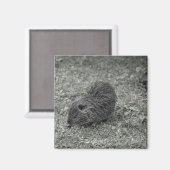 Aimant Close-up of baby nutria (Myocastor coypus) on fiel (Recto/Verso)