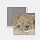 Aimant Close up of lion cub's face (Recto/Verso)