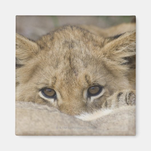 Aimant Close up of lion cub's face (Devant)
