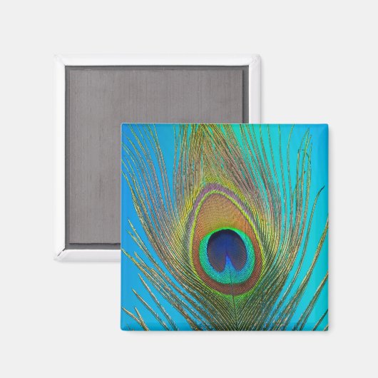Aimant Close up of peacock feather (Recto/Verso)