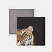 Aimant Close up of roaring tiger's face (Recto/Verso)