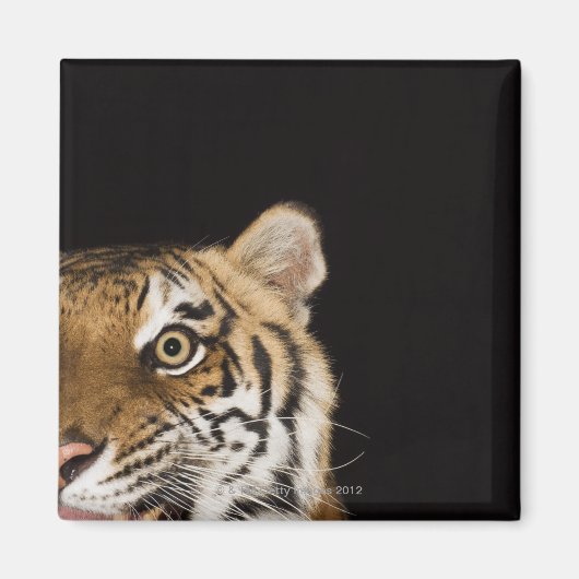 Aimant Close up of roaring tiger's face (Devant)