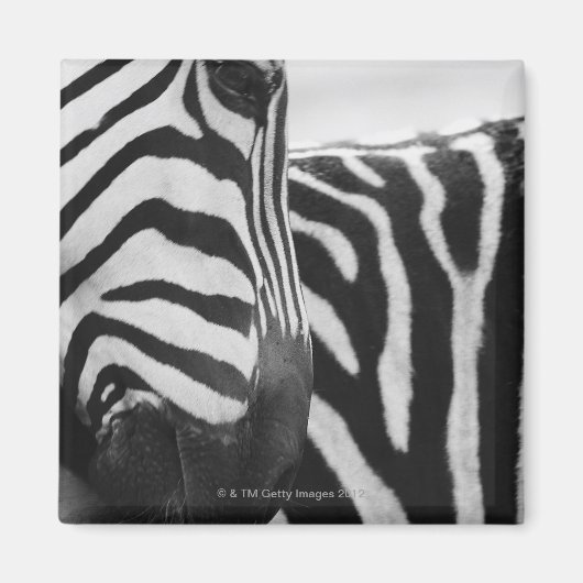 Aimant Close-up of zebra face and shoulder (Devant)