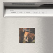 Aimant Closeudo d'un mignon cheval Brown nez (In Situ (Lave-vaisselle))