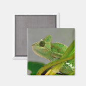 Aimant Closeup de caméléon voilé parmi la carte postale p (Recto/Verso)