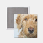 Aimant Closeup de Goldendoodle (Recto/Verso)