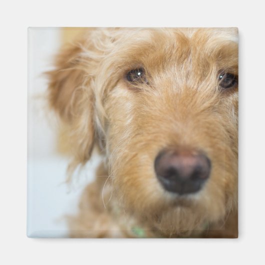 Aimant Closeup de Goldendoodle (Devant)