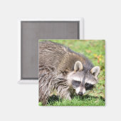 Aimant Closeup de Raccoon (Recto/Verso)