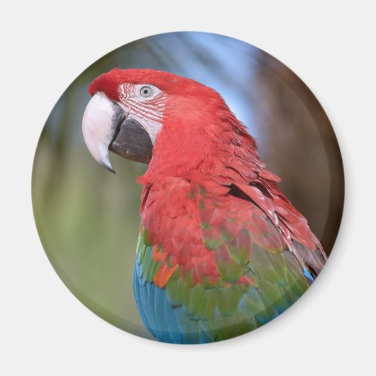 Aimant Closeup green-winged macaw (Devant)