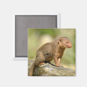 Aimant Closeup mongoose carte postale carré autocollant m (Recto/Verso)