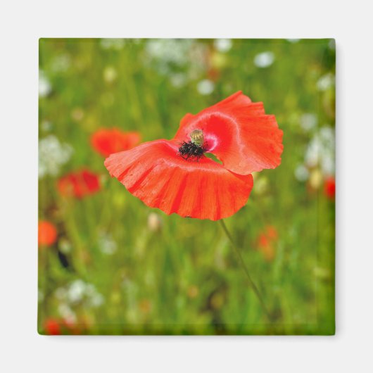 Aimant Closeup of poppies (Devant)