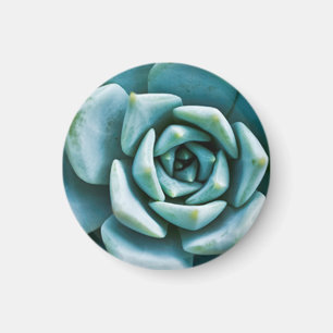 Aimant Closeup Succulent
