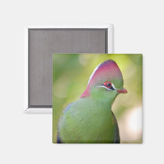 Aimant Closeup turaco de fischer (Recto/Verso)