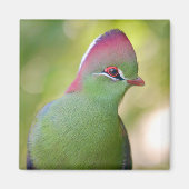 Aimant Closeup turaco de fischer (Devant)