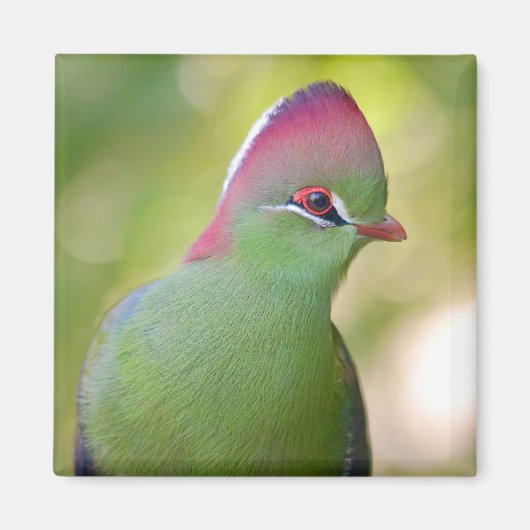 Aimant Closeup turaco de fischer (Devant)