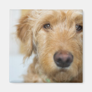Aimant Closeuse de coquelicot de Goldendoodle