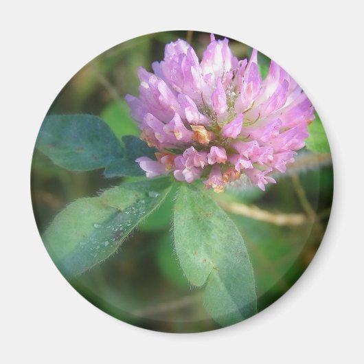 Aimant Clover (Devant)