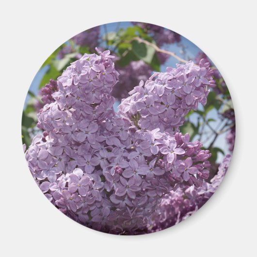 Aimant Cluster Lilac (Devant)