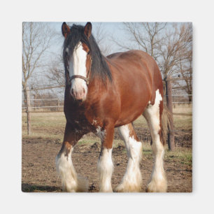 Aimant Clydesdale