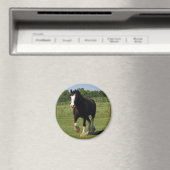 Aimant Clydesdale en cours (In Situ (Lave-vaisselle))