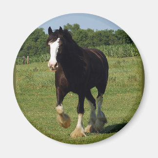 Aimant Clydesdale en cours