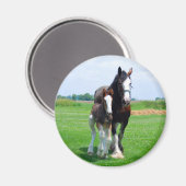 Aimant Clydesdale et Filly (Recto/Verso)